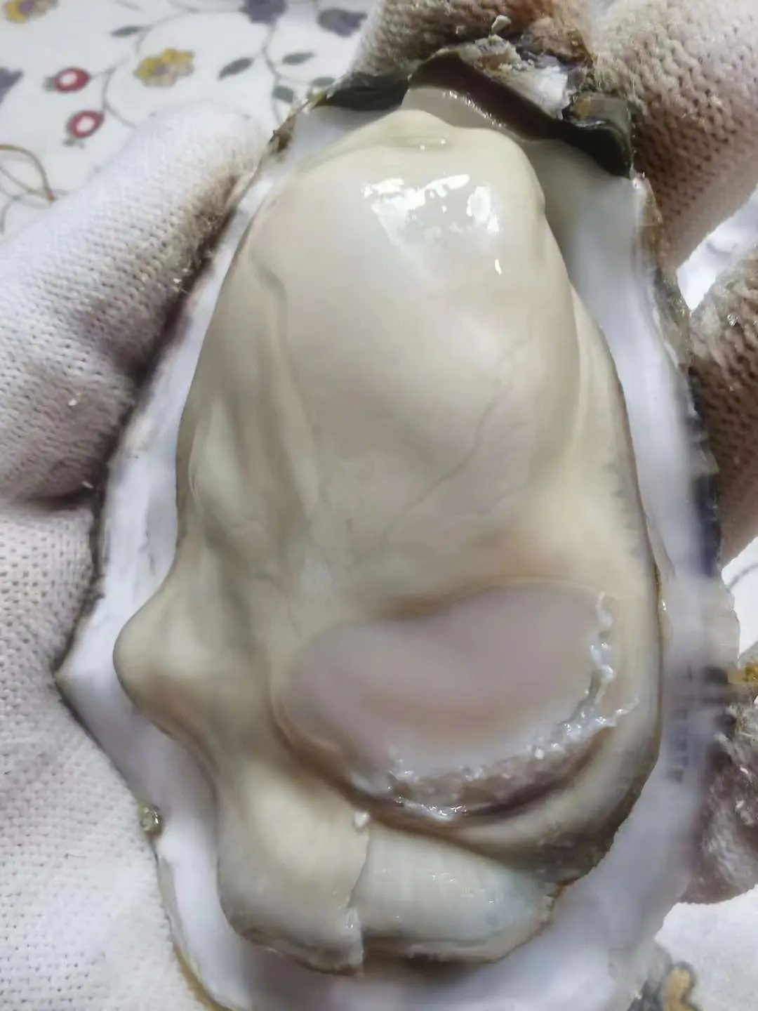 How to open an oyster